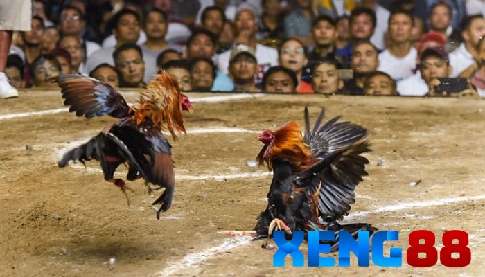 Đôi nét về sảnh Xeng88 đá gà