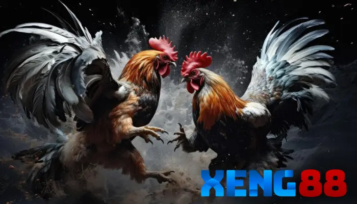 Khám phá chi tiết về bộ môn đá gà tại Campuchia