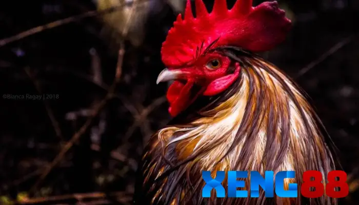 Quy định thi đấu đá gà Campuchia