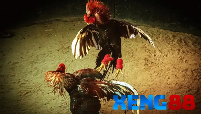 Những quy định cần nhớ khi tham gia cá cược đá gà cựa sắt