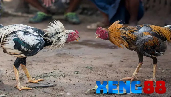 Lý do nên chọn XENG88 làm nền tảng đá gà trực tuyến