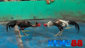 Tiêu chí vàng khi lựa chọn mãnh kê