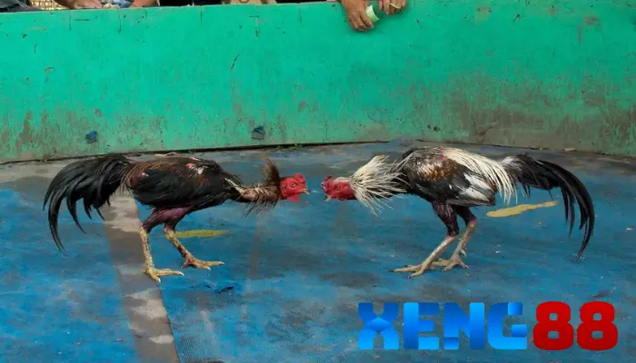 Tiêu chí vàng khi lựa chọn mãnh kê